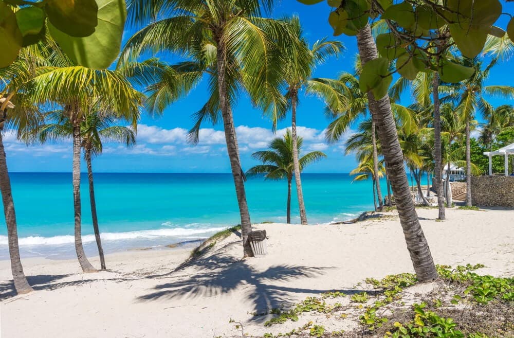 Palm trees on a Cuban beach